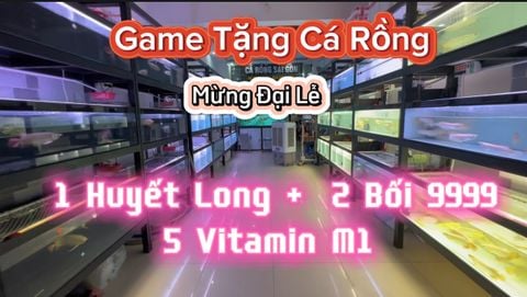 MINI GAME TẶNG CÁ RỒNG CHÚ ĐẦU BẠC