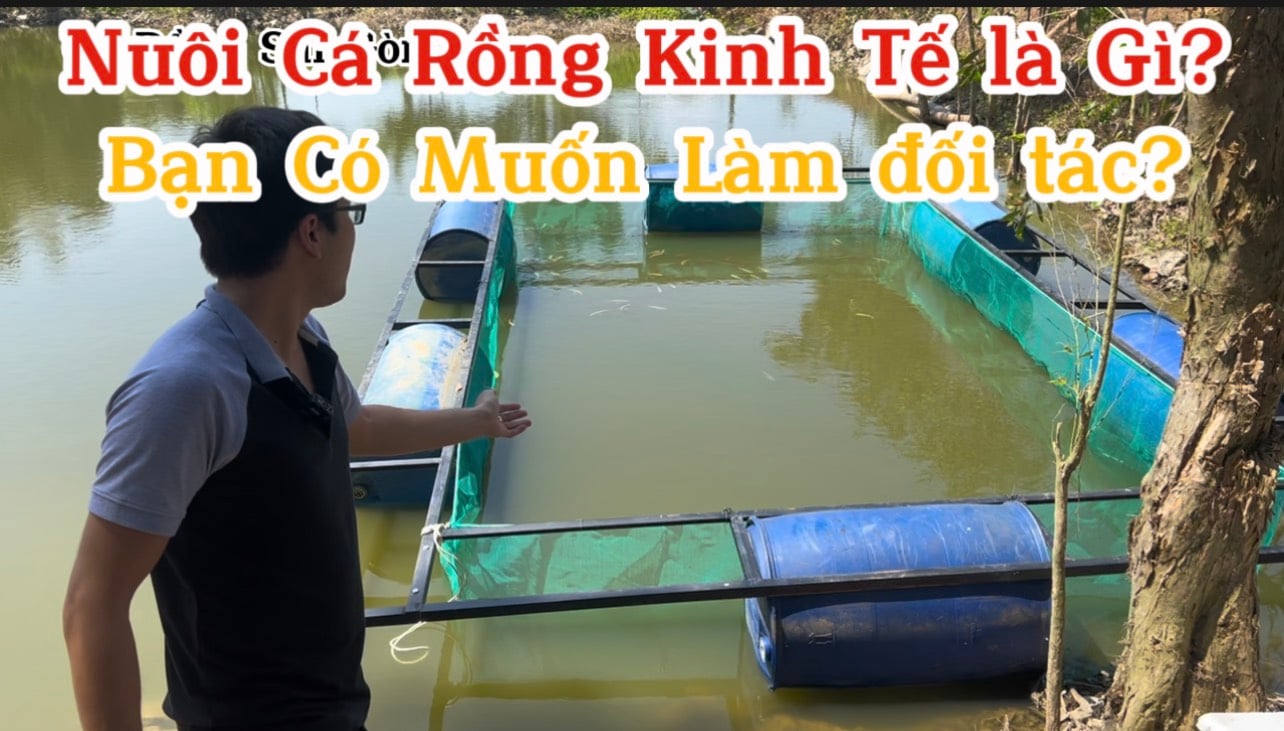 Nuôi Cá Rồng Kinh Tế