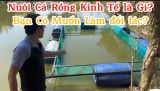 Nuôi Cá Rồng Kinh Tế