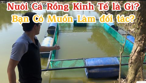 Nuôi Cá Rồng Kinh Tế