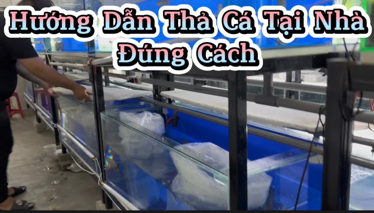 Hướng dẫn Thả Cá Rồng Vào Hỗ Đúng Cách