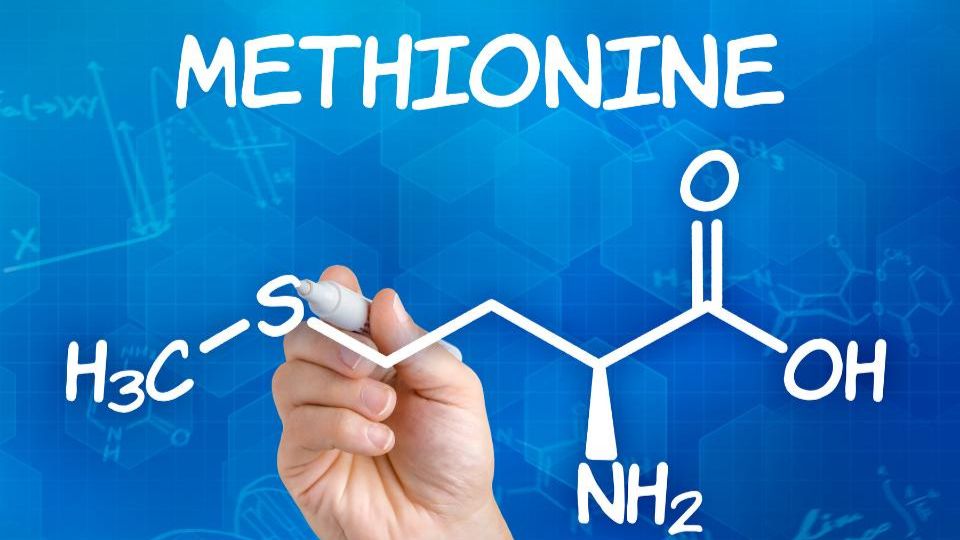 Methionine cần thiết cho sự phát triển cơ thể