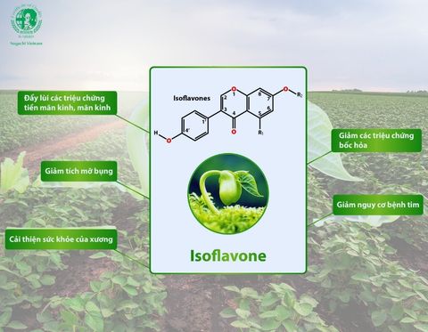 Isoflavone đậu nành giúp phòng ngừa loãng xương hiệu quả