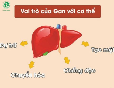 5 chức năng quan trọng của gan mà bạn cần biết