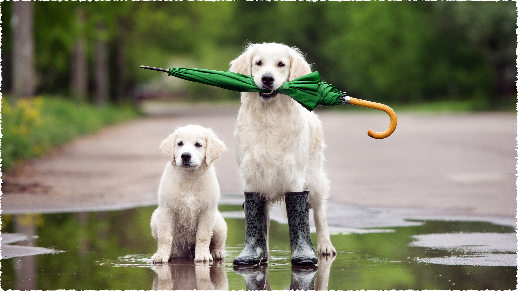 PREVENTING COMMON DOG DISEASES DURING RAINY SEASON – Hi Raw!