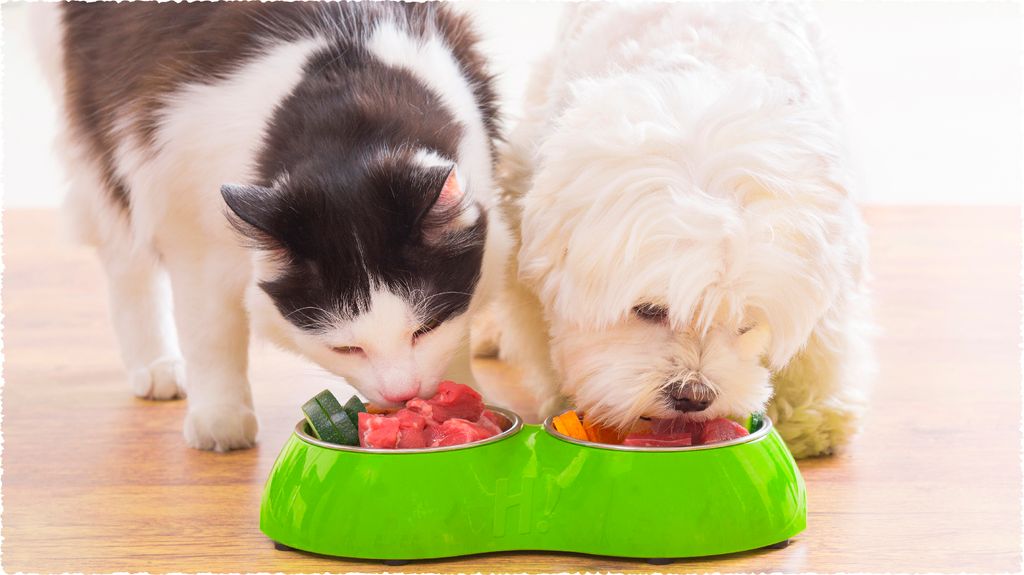 COMMON POISONOUS FOODS DOGS SHOULD NEVER EAT
