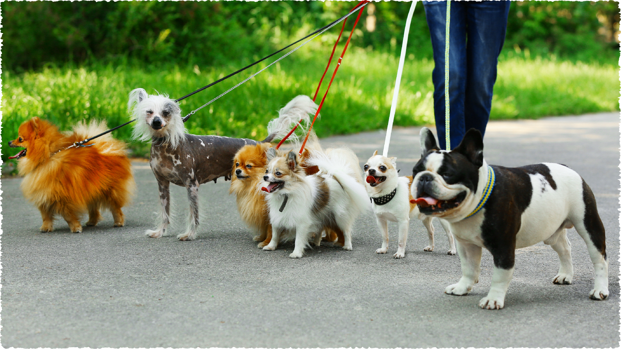 LEARN ABOUT POPULAR DOG BREEDS IN VIETNAM Hi Raw learn-about-popular-dog-breeds-in-vietnam-hi-raw