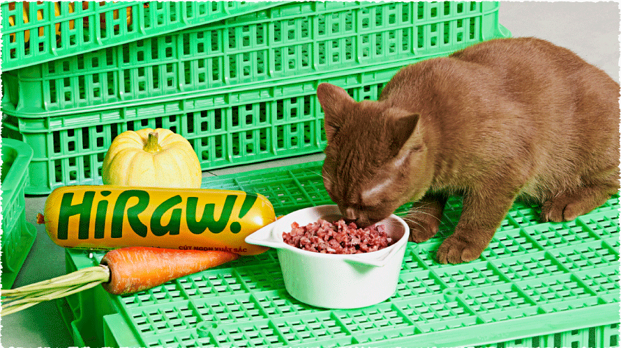 6 BENEFITS OF FEEDING RAW FOOD FOR YOUR CAT