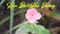 Hoa Dại Ven Đường