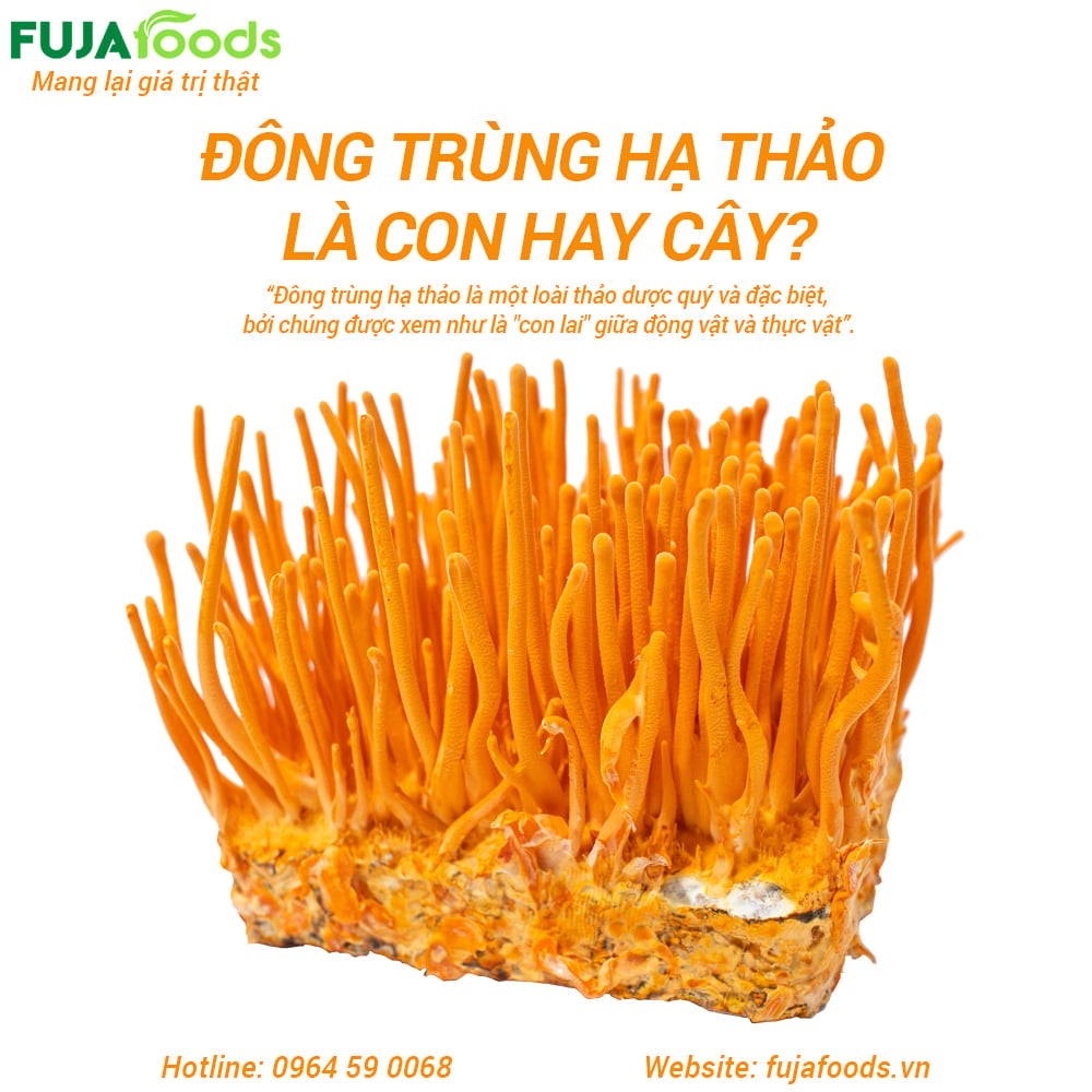 đông trùng hạ thảo là con hay cây