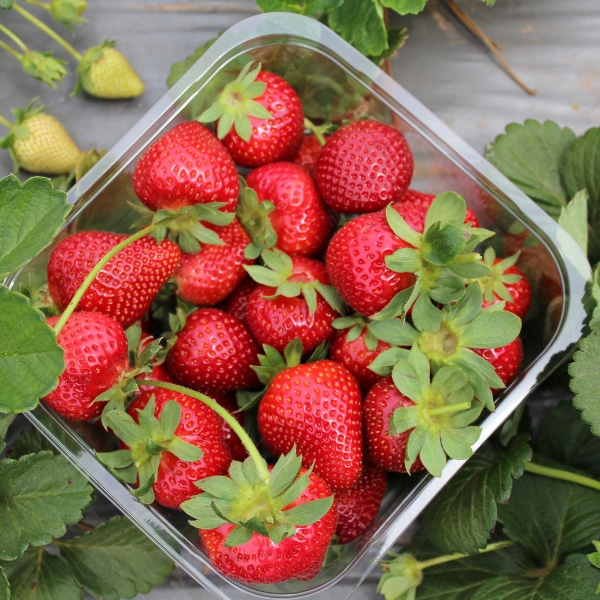 Nitrat Trong Dâu Tây: Cách Chọn Quả Mọng An Toàn Và Cách Tránh Ngộ Độc Nitrat