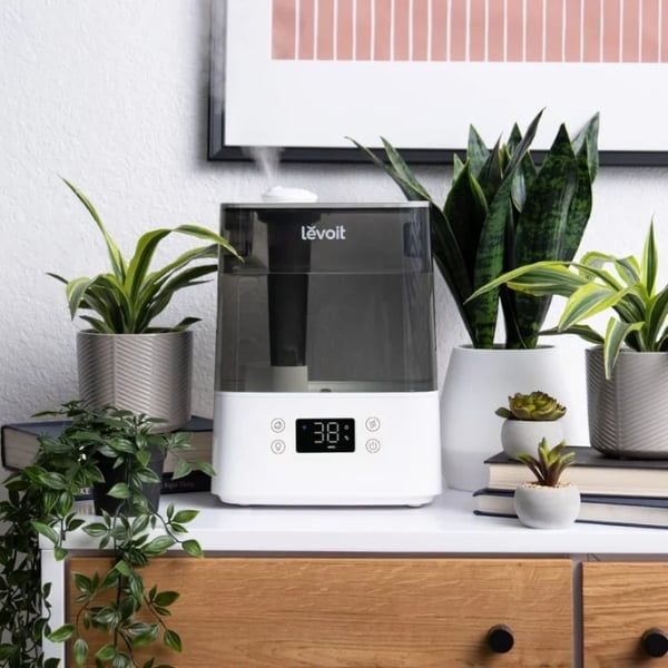 Máy tạo độ ẩm Levoit Classic 300S chăm sóc cây