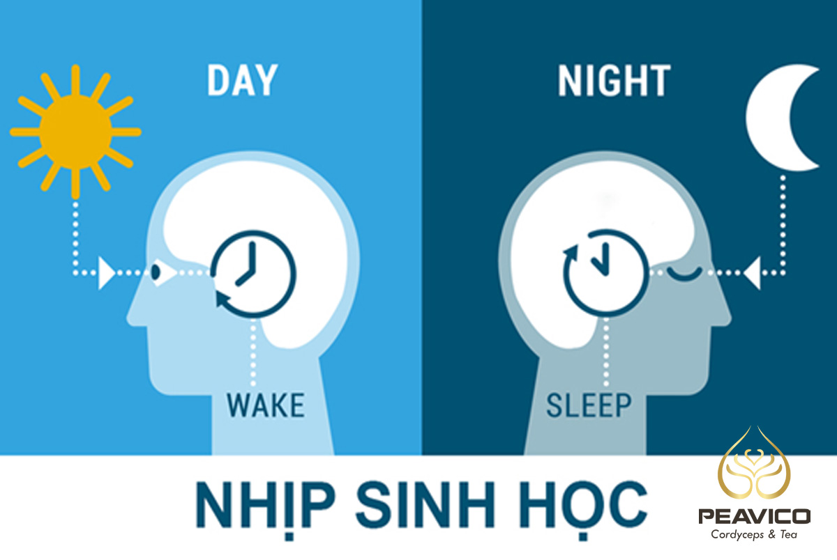 adenosine giúp giữ nhịp sinh học