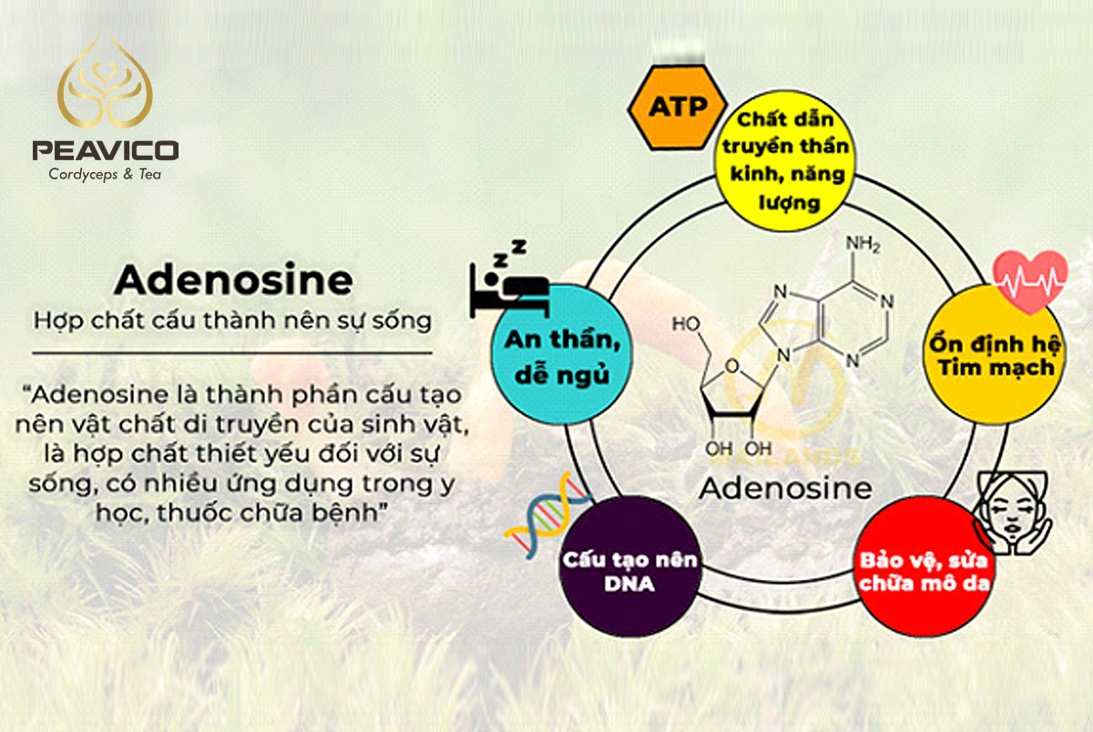 adenosine là gì