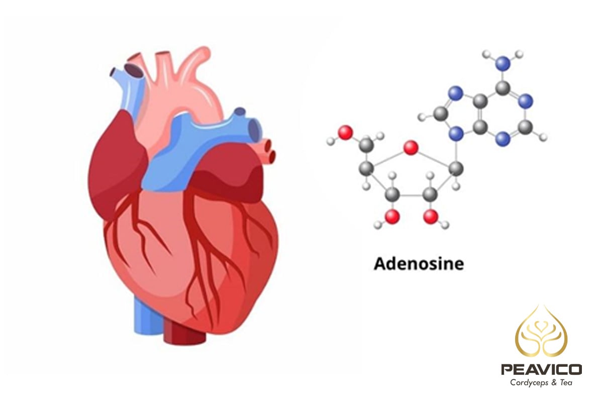 adenosine giúp tăng cường sức khỏe tim mạch