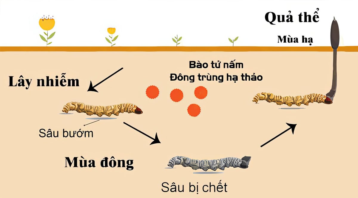 quá trình hình thành đông trùng hạ thảo trong tự nhiên