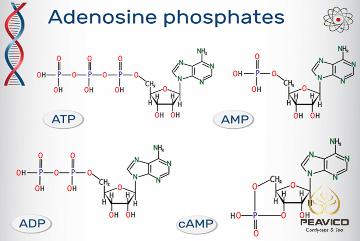các loại adenosine