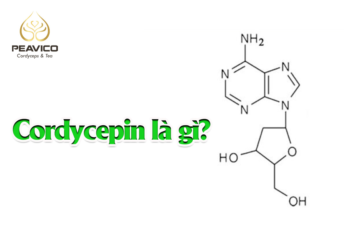 Cordycepin là gì