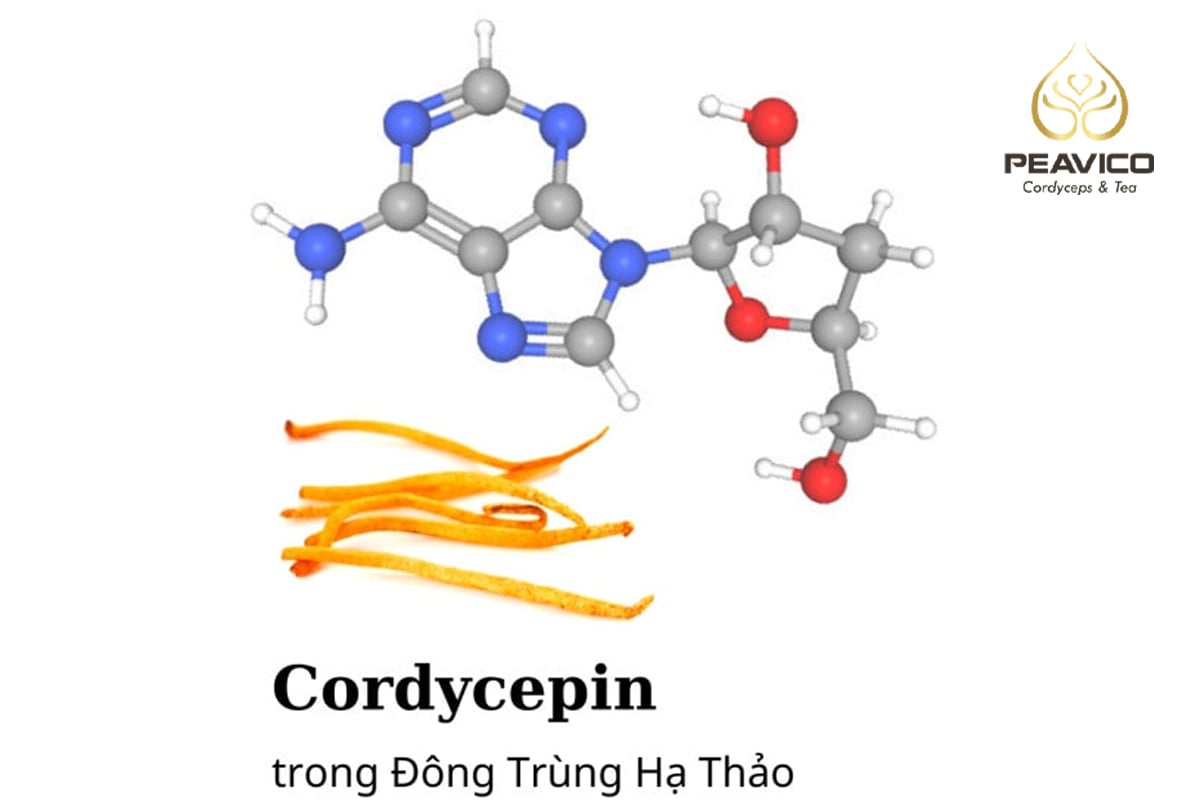 cordycepin là gì