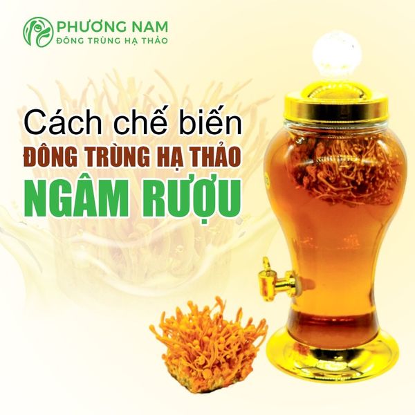 Tips ngâm đông trùng hạ thảo đúng cách