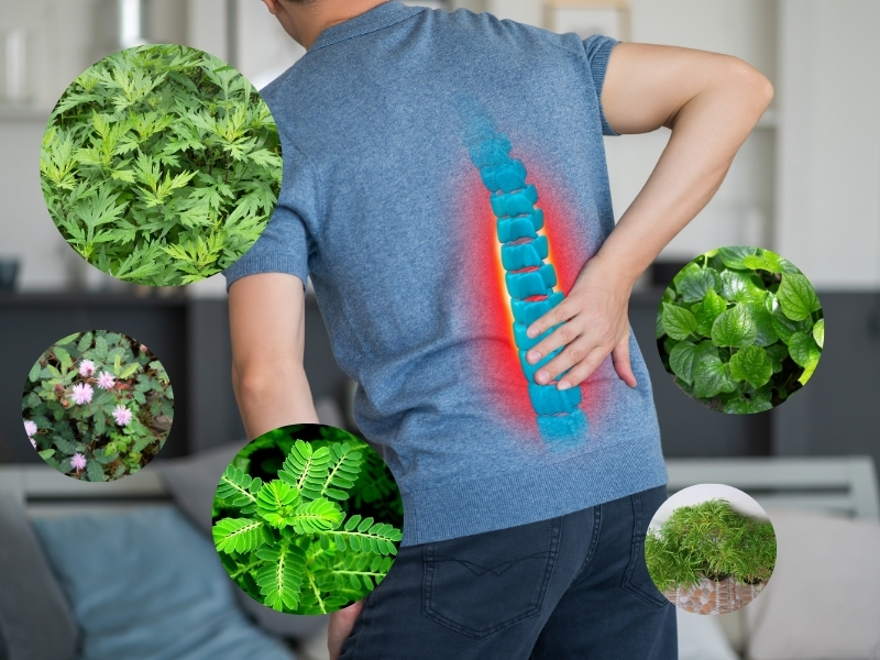 Bật mí bài thuốc dân gian chữa thoái hóa đốt sống lưng dễ tìm