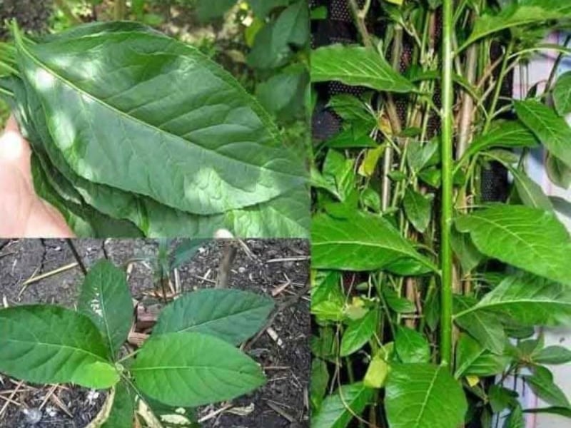 cách chữa thoái hóa cột sống bằng dân gian