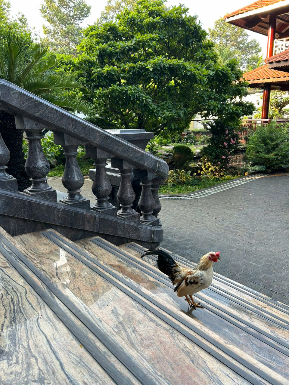 Một Chút Kiêu Hãnh Dưới Nắng Sớm
