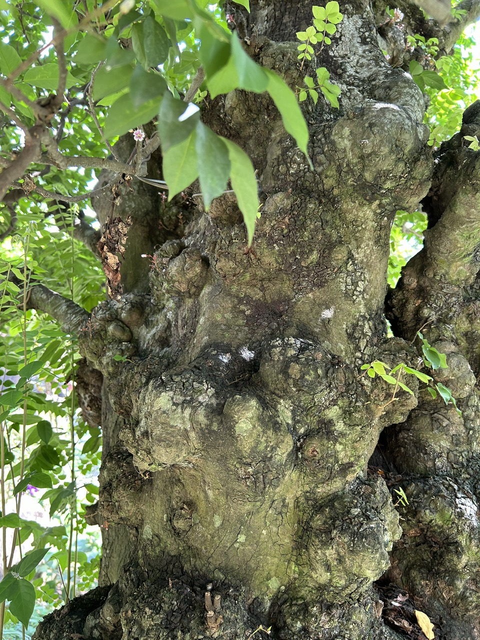 Gốc Cây Xù Xì Vẫn Lặng Lẽ Nuôi Những Mầm Non