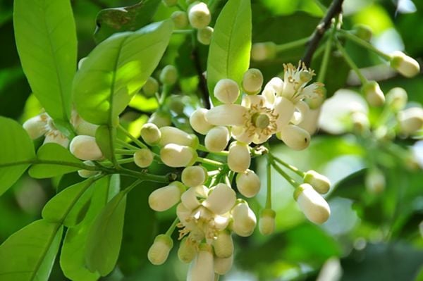 Mùi Hương – Kết Nối Ký Ức Và Đậm Bản Sắc Văn Hóa