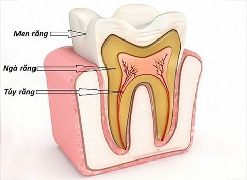 Tủy Răng – Trung Tâm Sống Của Răng Và Tầm Quan Trọng Của Việc Bảo Vệ