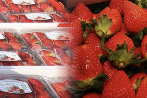 딸기를 시작으로 논산 K-농식품…동남아 시장 공략