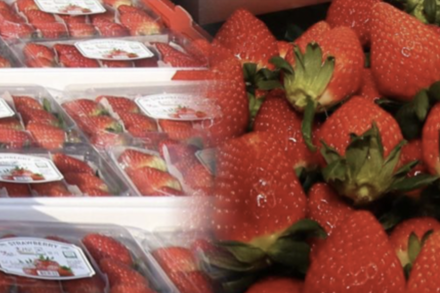 [2023.02.17] 딸기를 시작으로 논산 K-농식품…동남아 시장 공략