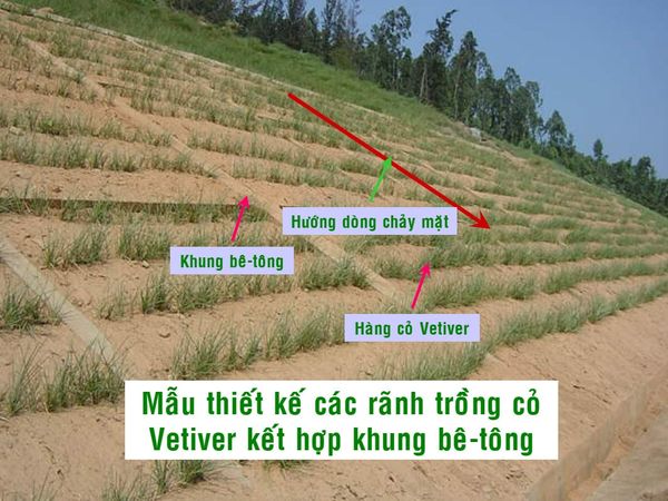 Quy trình thiết kế, trồng và chăm sóc cỏ Vetiver