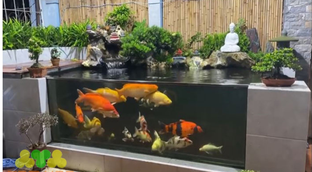 Hồ Cá Koi Vách Kính