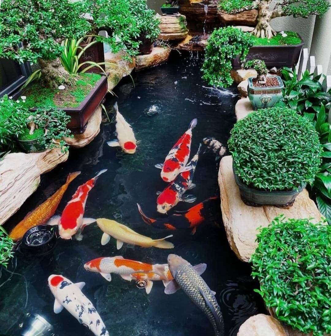 Mẫu Hồ Koi Sân Vườn Đẹp