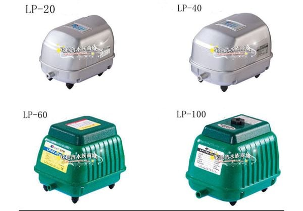 thiet ke thi cong ho ca koi