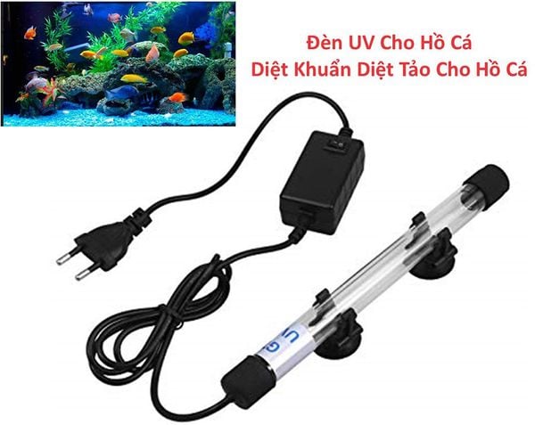 thiet ke thi cong ho ca koi