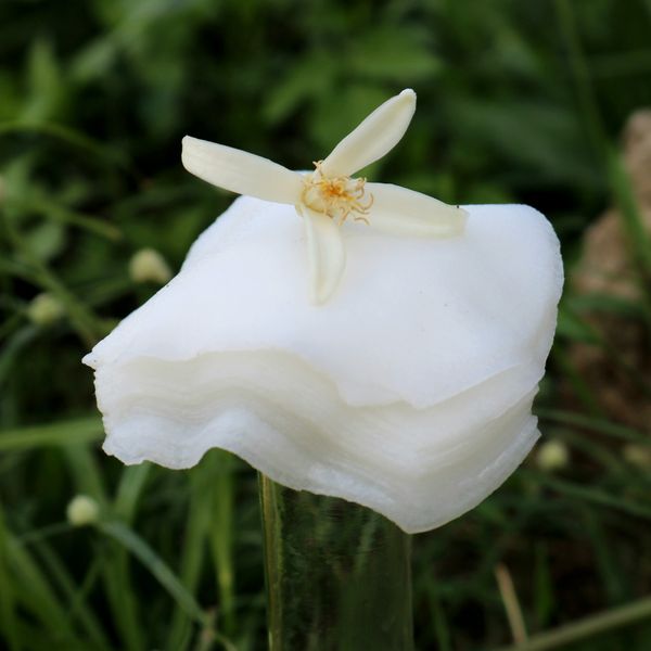 Khách hàng nói về mùi hương trong các sản phẩm của Si