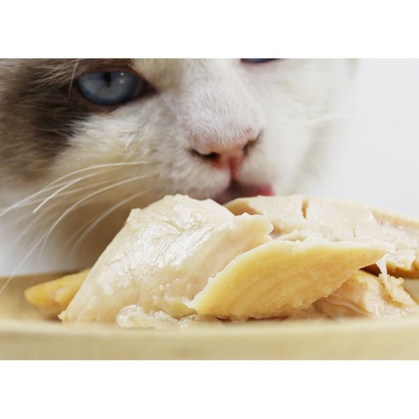 Cách xử lý khi mèo bị tiêu chảy - Làm gì khi mèo bị tiêu chảy