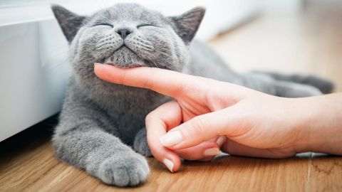 8 cách đơn giản để tạo sự thân thiện với mèo của bạn