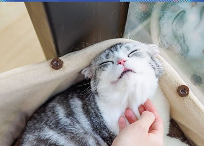 Cách Mèo Thể Hiện Tình Yêu Với Bạn