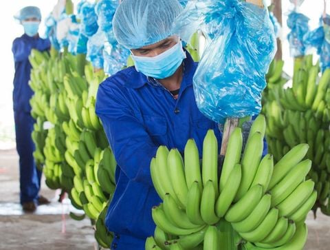 Nhân Viên Kỹ Thuật Ủ Chuối