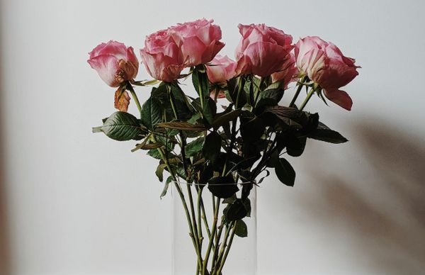 Tặng hoa hồng ngày Valentine