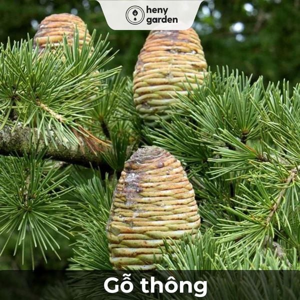 Mùi hương gỗ thông như thế nào