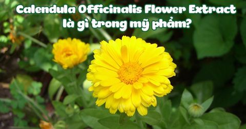 Calendula Officinalis Flower Extract là gì trong mỹ phẩm?