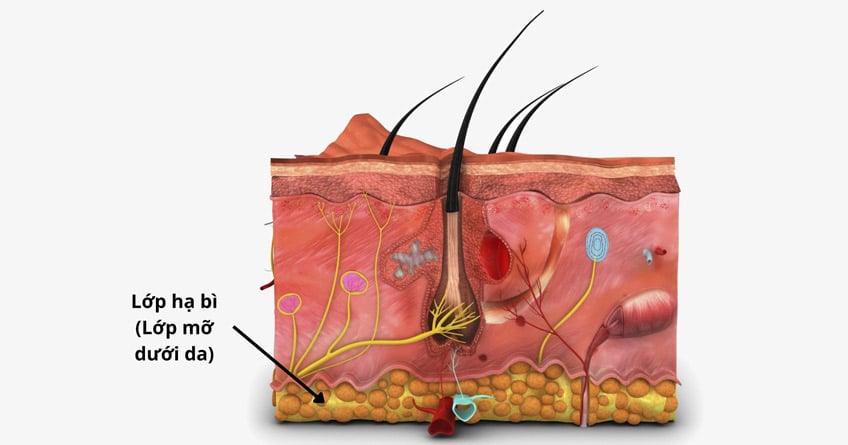 Cấu trúc và chức năng lớp hạ bì của da là gì?