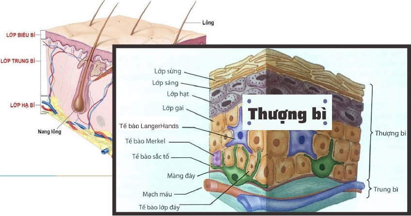 Cấu trúc và chức năng lớp thượng bì của da là gì?