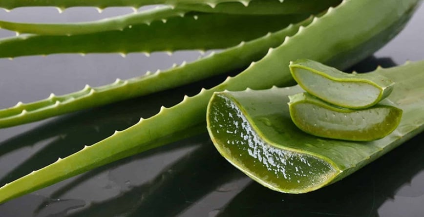 Chiết xuất Lô hội (Aloe Barbadensis Leaf Extract) - thần dược cho da
