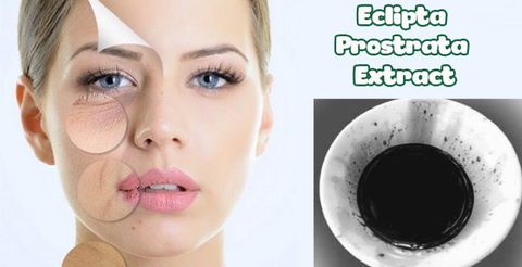 Eclipta prostrata extract là gì trong mỹ phẩm? Công dụng ra sao?