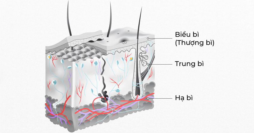 Tổng quan các lớp cấu trúc da